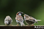 Huismus (Passer domesticus) 