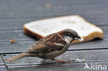 Huismus (Passer domesticus) 