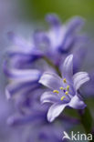 Dutch Hyacinth (Hyacinthus orientalis)