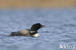 Common Loon