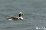 Long-tailed Duck