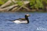 Long-tailed Duck