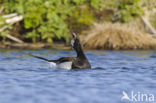 Long-tailed Duck