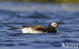 Long-tailed Duck