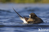 Long-tailed Duck