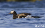 Long-tailed Duck