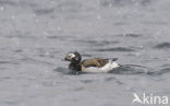 Long-tailed Duck