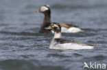 Long-tailed Duck