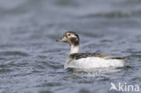 Long-tailed Duck