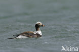 Long-tailed Duck