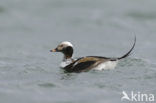 Long-tailed Duck