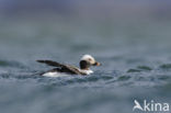 Long-tailed Duck