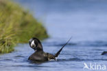 Long-tailed Duck