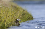 Long-tailed Duck