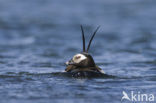 Long-tailed Duck