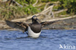 Long-tailed Duck