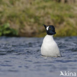 Barrow’s goldeneye (Bucephala islandica)