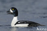 Barrow’s goldeneye (Bucephala islandica)