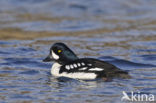 Barrow’s goldeneye (Bucephala islandica)