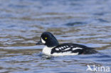 Barrow’s goldeneye (Bucephala islandica)