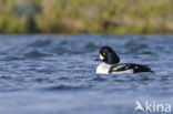 Barrow’s goldeneye (Bucephala islandica)