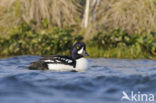 Barrow’s goldeneye (Bucephala islandica)