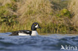 Barrow’s goldeneye (Bucephala islandica)