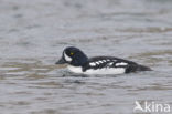 Barrow’s goldeneye (Bucephala islandica)