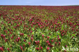 inkarnaatklaver (Trifolium incarnatum)