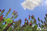 inkarnaatklaver (Trifolium incarnatum)