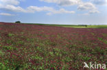 inkarnaatklaver (Trifolium incarnatum)