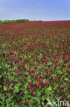 inkarnaatklaver (Trifolium incarnatum)