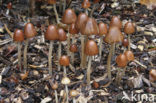 Kastanje inktzwam (Coprinus auricomus)