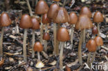 Kastanje inktzwam (Coprinus auricomus)