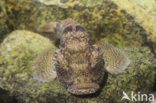 Bighead goby (Neogobius kessleri)