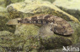 Bighead goby (Neogobius kessleri)