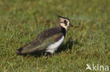 Lapwing (Vanellus vanellus)