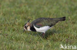 Lapwing (Vanellus vanellus)