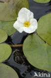 Frogbit (Hydrocharis morsus-ranae)