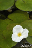 Frogbit (Hydrocharis morsus-ranae)