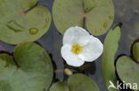 Frogbit (Hydrocharis morsus-ranae)