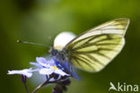 Klein geaderd witje (Pieris napi)