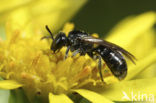 Kleine groefbij (Lasioglossum parvulum) 