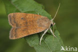 Kleine huismoeder (Noctua interjecta)