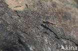 Small Skimmer (Orthetrum taeniolatum)