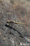 Kleine oeverlibel (Orthetrum taeniolatum)