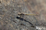 Kleine oeverlibel (Orthetrum taeniolatum)