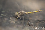 Kleine oeverlibel (Orthetrum taeniolatum)