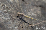 Kleine oeverlibel (Orthetrum taeniolatum)