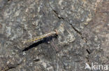 Small Skimmer (Orthetrum taeniolatum)